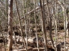 Blowdown southeast of Cropsey Pond